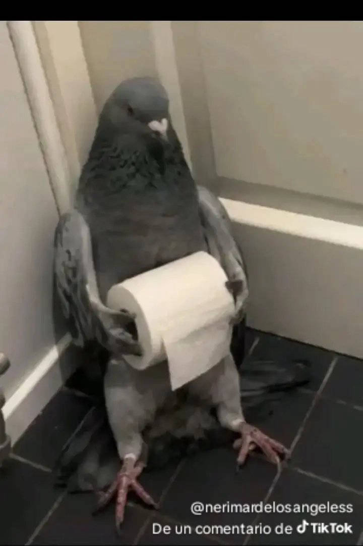 Mailito mes